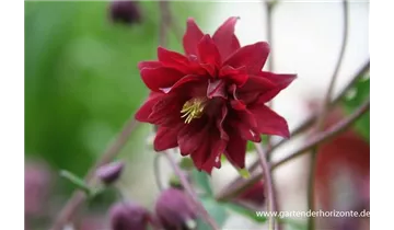 Gartenbaumschule Becker