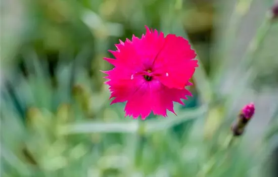 Dianthus gratianop.'Badenia'