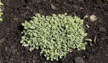 Bildvorschau