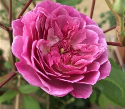Rosa 'Romantic Siluetta' -R- KL