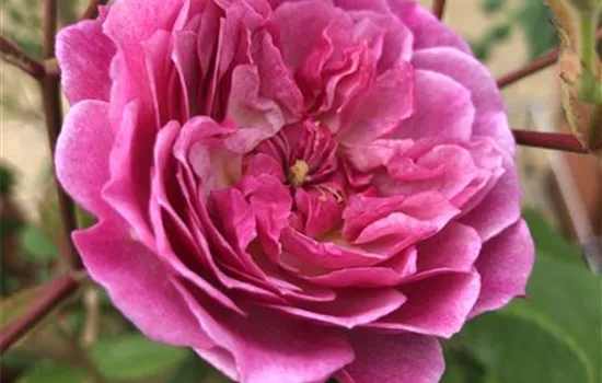 Rosa 'Romantic Siluetta' -R- KL