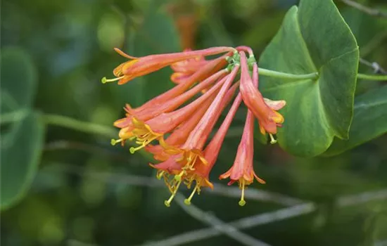 Lonicera brownii 'Dropmore Scarlet'