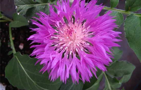 Centaurea dealbata