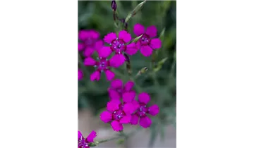 Gartenbaumschule Becker