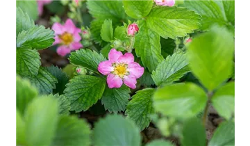 Gartenbaumschule Becker