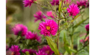 Gartenbaumschule Becker