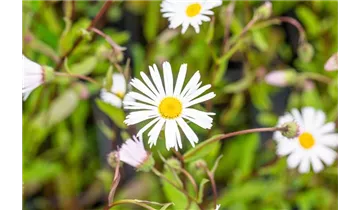 Gartenbaumschule Becker