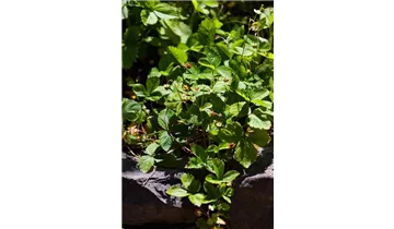 Gartenbaumschule Becker