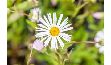 Gartenbaumschule Becker