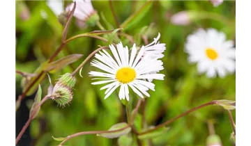 Gartenbaumschule Becker