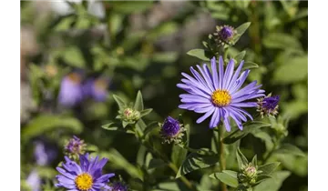 Gartenbaumschule Becker