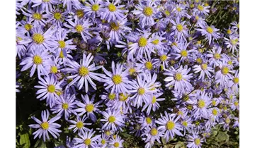 Gartenbaumschule Becker