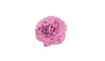 Gartenbaumschule Becker