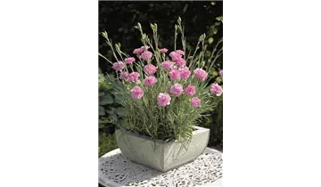 Gartenbaumschule Becker