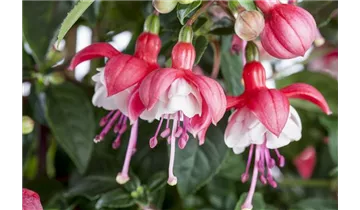 Gartenbaumschule Becker