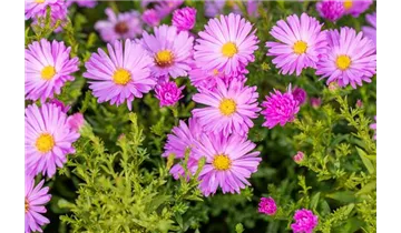 Gartenbaumschule Becker