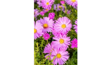 Gartenbaumschule Becker