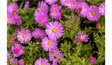 Gartenbaumschule Becker