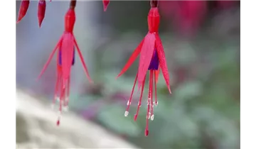 Gartenbaumschule Becker