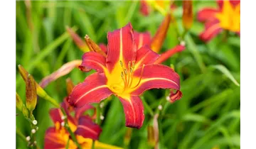 Gartenbaumschule Becker