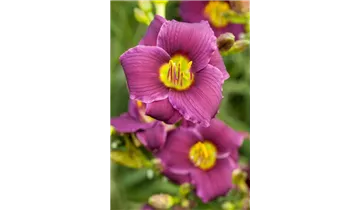 Gartenbaumschule Becker