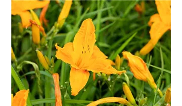 Gartenbaumschule Becker