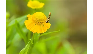 Gartenbaumschule Becker