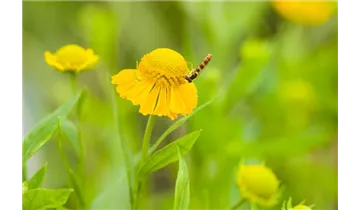 Gartenbaumschule Becker