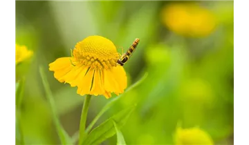 Gartenbaumschule Becker