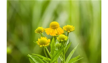 Gartenbaumschule Becker