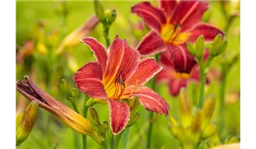 Gartenbaumschule Becker