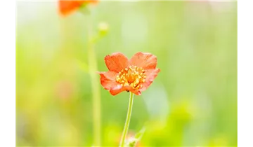 Gartenbaumschule Becker