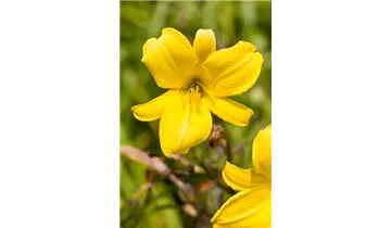 Gartenbaumschule Becker