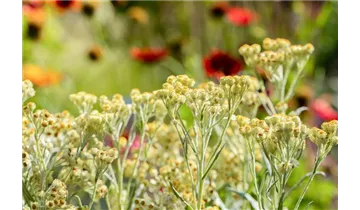 Gartenbaumschule Becker