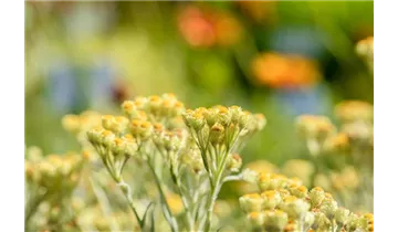 Gartenbaumschule Becker