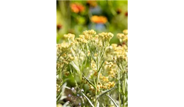 Gartenbaumschule Becker