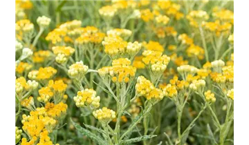 Gartenbaumschule Becker