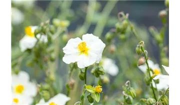 Gartenbaumschule Becker