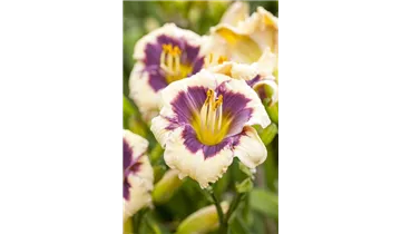 Gartenbaumschule Becker