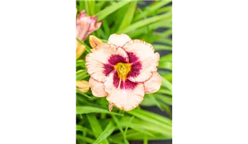 Gartenbaumschule Becker