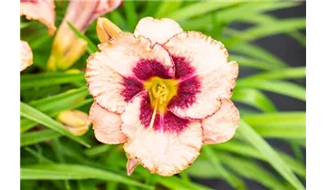 Gartenbaumschule Becker