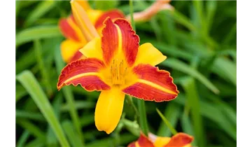 Gartenbaumschule Becker