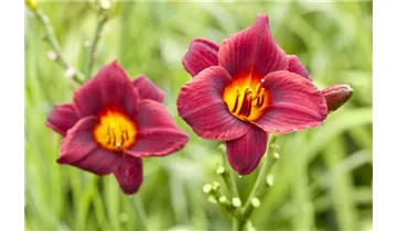 Gartenbaumschule Becker