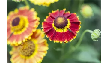 Gartenbaumschule Becker