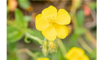 Gartenbaumschule Becker