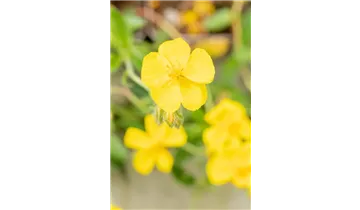 Gartenbaumschule Becker