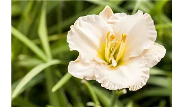 Gartenbaumschule Becker