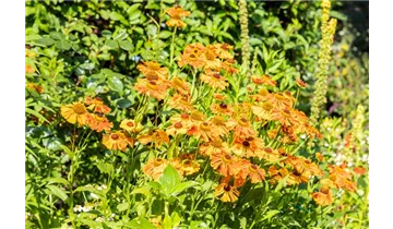 Gartenbaumschule Becker