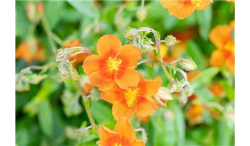 Gartenbaumschule Becker