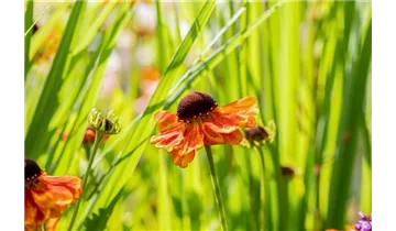 Gartenbaumschule Becker